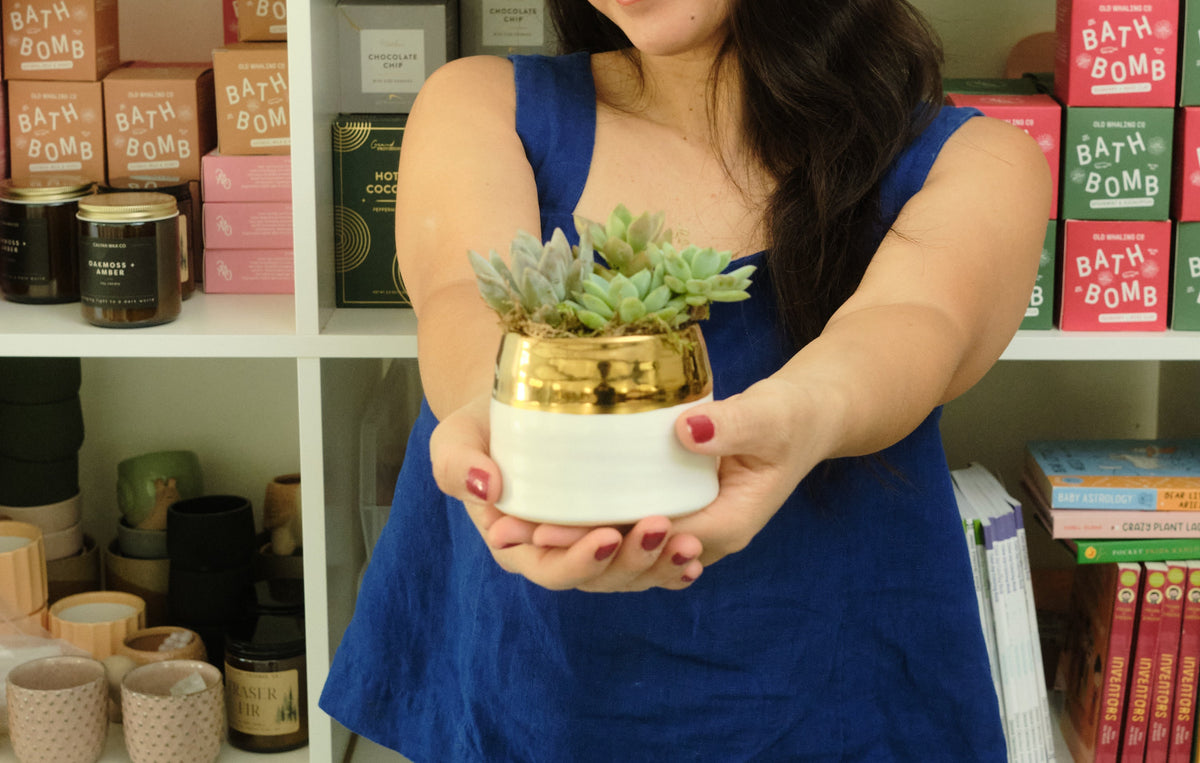 white and gold succulent pot Succulent Arrangement in White Gold Planter – Succulent Friends Co