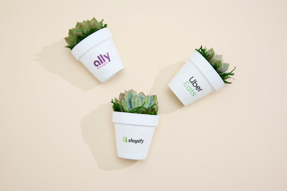 succulent friends SUCCULENT IN BRANDED WHITE CLAY