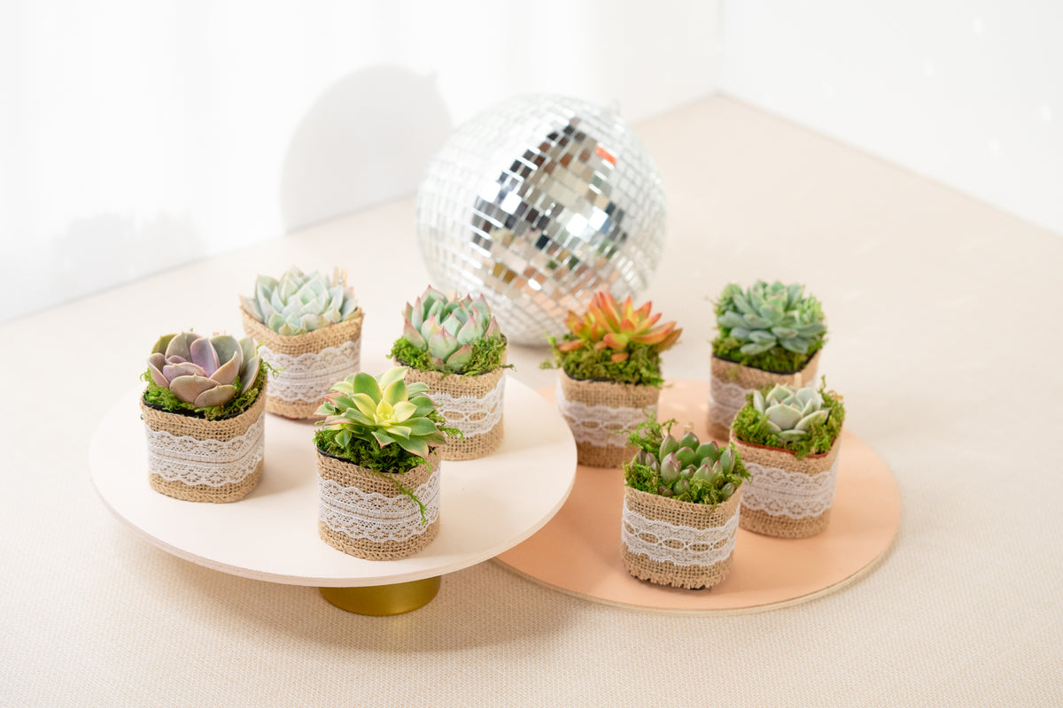 burlap wrapped succulents favors Set of 8 Succulents in Burlap Party Favors – Succulent Friends Co