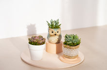 Load image into Gallery viewer, Birthday Babe