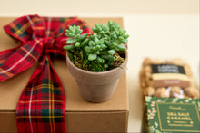 Load image into Gallery viewer, Succulent in Natural Clay Pot
