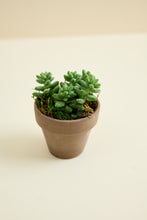 Load image into Gallery viewer, Succulent in Natural Clay Pot
