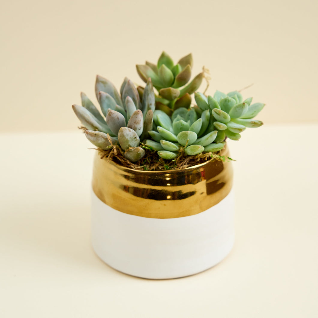 gold succulent planter Succulent Arrangement in White Gold Planter