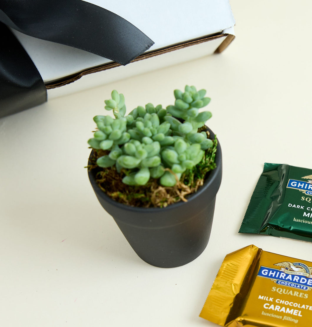 Succulent in Black Clay Pot