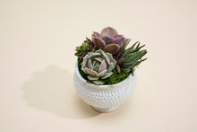 Load image into Gallery viewer, Colorful Succulent Arrangement in White Dottie Ceramic Planter
