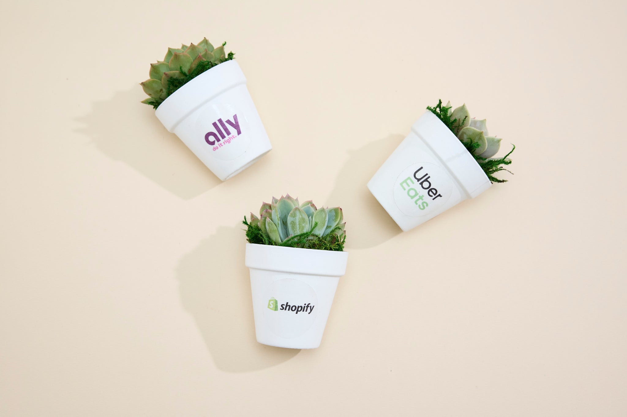 branded succulents SUCCULENT IN BRANDED WHITE CLAY – Succulent Friends Co