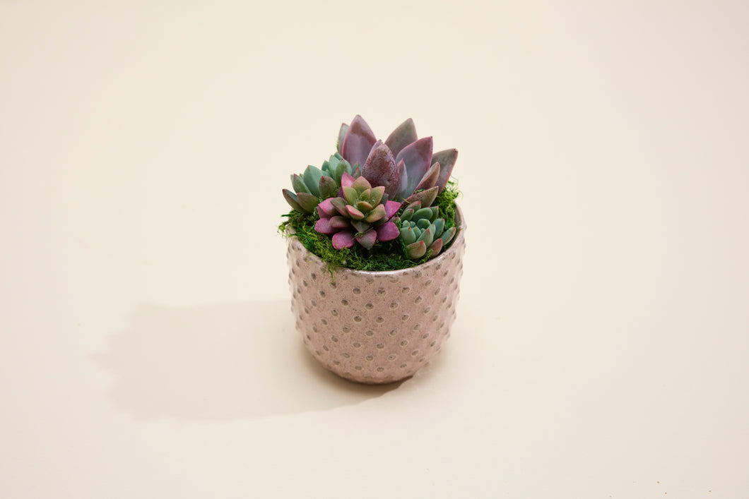 Succulent in Pink Spottie Dottie