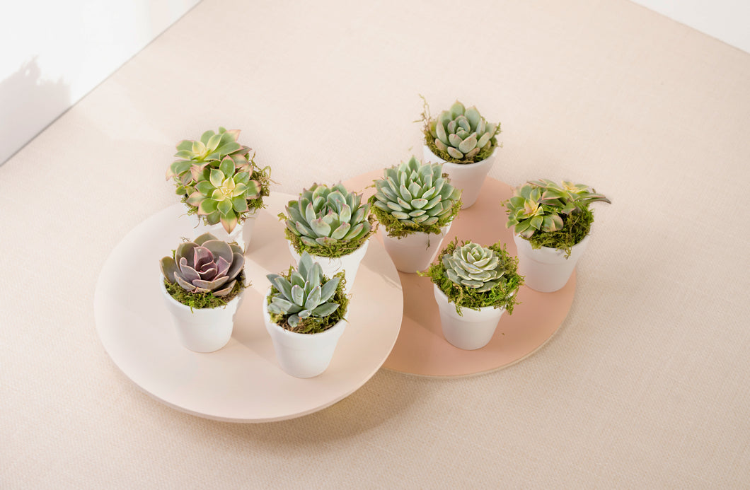 Set of 8 Succulents in White Clay Party Favors