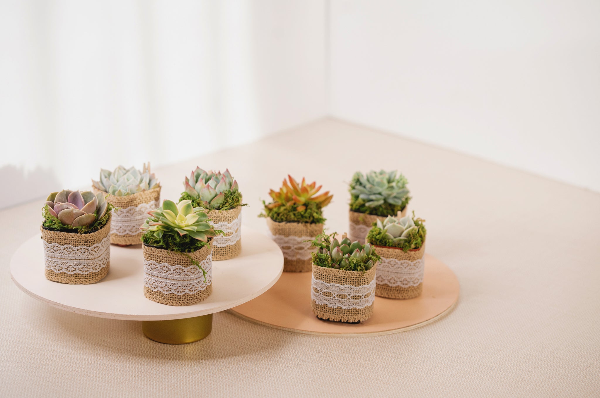 succulent burlap Set of 8 Succulents in Burlap Party Favors – Succulent Friends Co