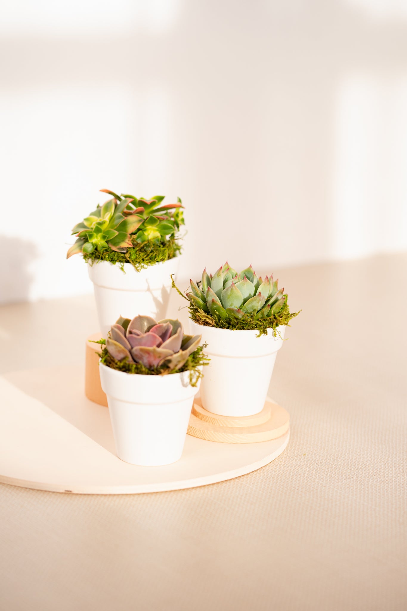branded succulents SUCCULENT IN BRANDED WHITE CLAY – Succulent Friends Co