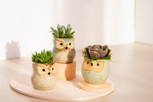 Load image into Gallery viewer, SUCCULENT OWL

