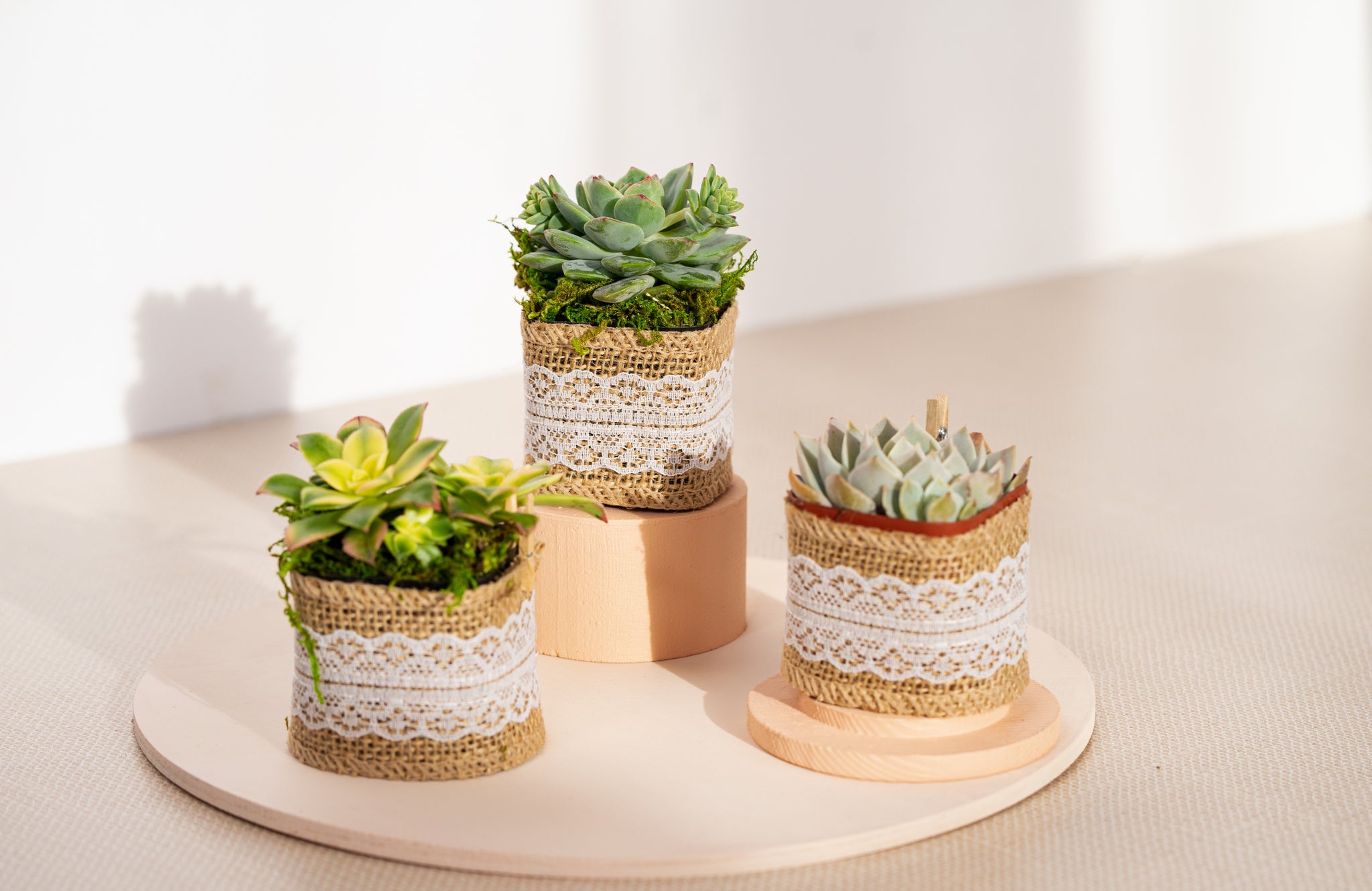succulent burlap SUCCULENT IN BURLAP NURSERY POT