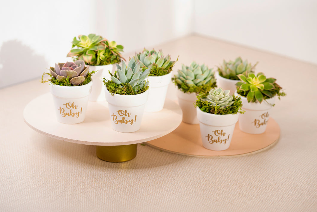 Set of 8 Succulents in White Oh Baby Planters Party Favors