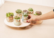 Load image into Gallery viewer, SET OF 8 SUCCULENT OWLS
