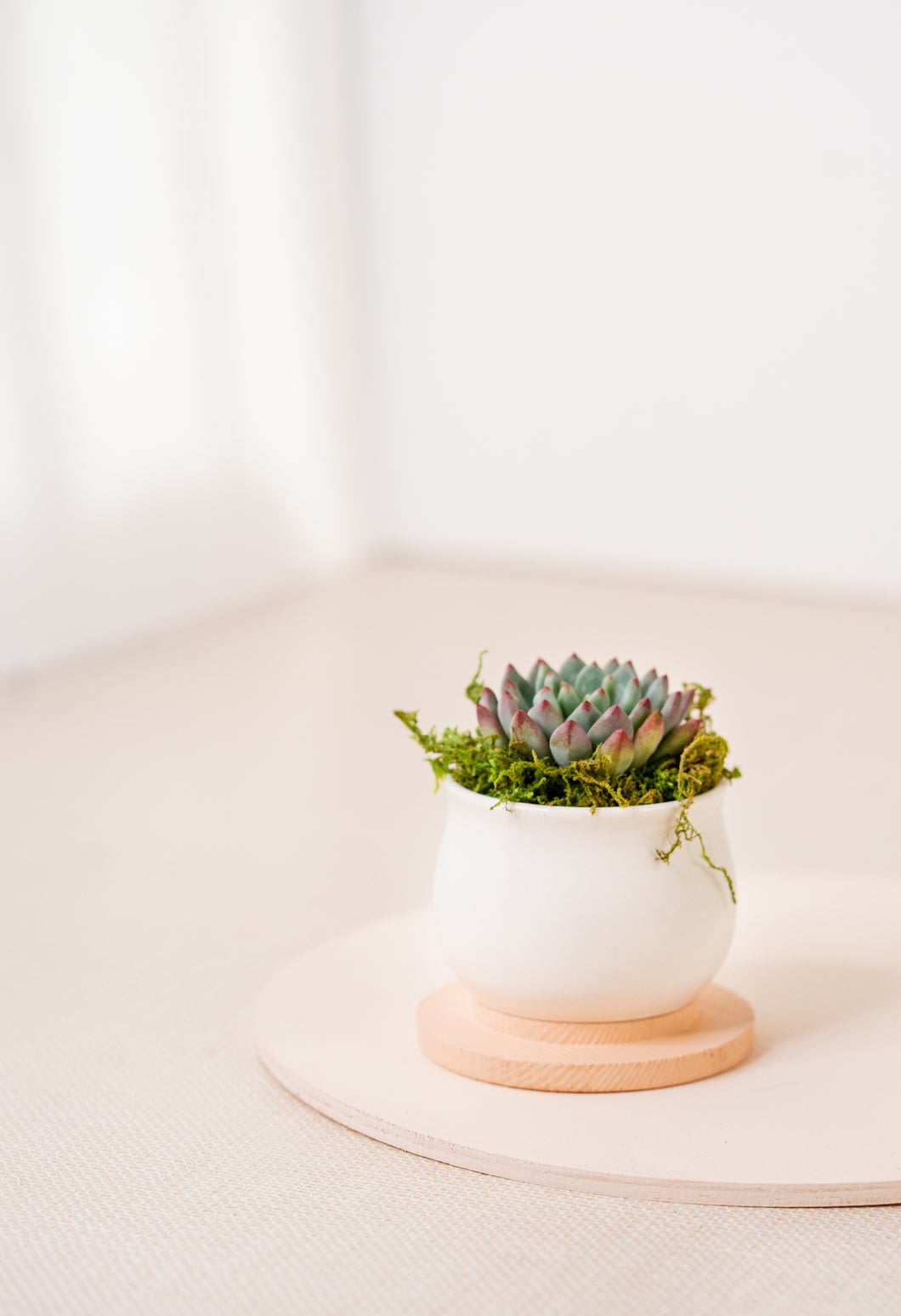 LIVING SUCCULENT IN WHITE CERAMIC POT