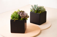Load image into Gallery viewer, Succulent Arrangement in Black Cube Ceramic Planter
