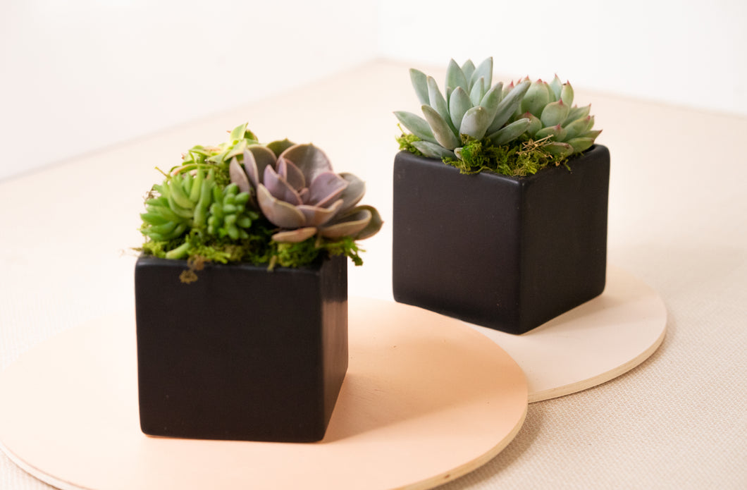Succulent Arrangement in Black Cube Ceramic Planter