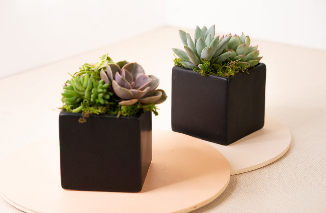 succulents in black vase Succulent Arrangement in Black Cube Ceramic Planter