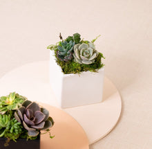 Load image into Gallery viewer, Succulent Arrangement in Classic White Cube Ceramic Planter
