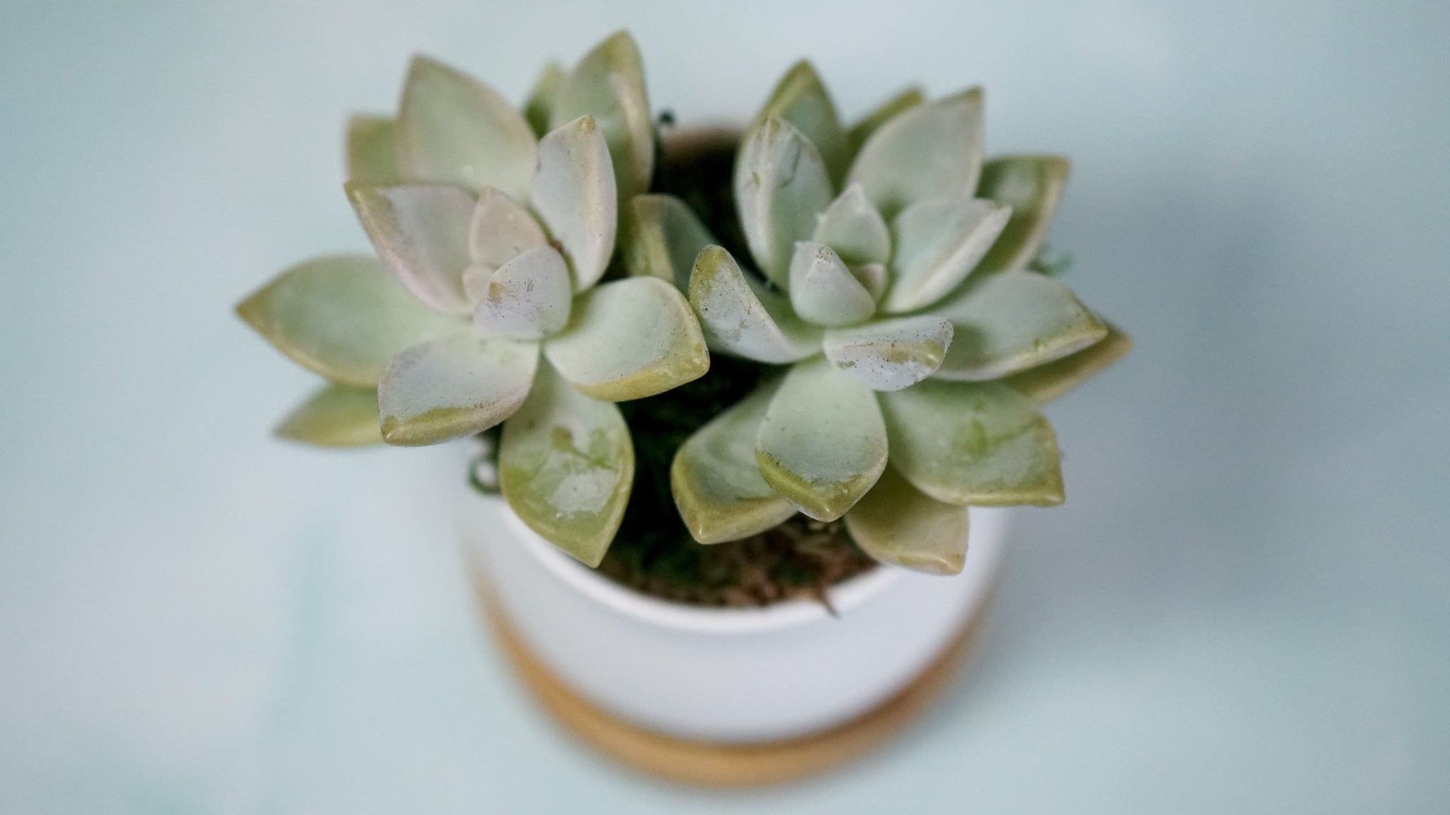 LIVING SUCCULENT IN WHITE CERAMIC POT – Succulent Friends Co