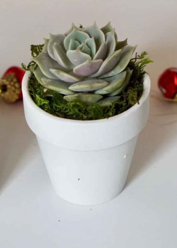 branded succulents SUCCULENT IN BRANDED WHITE CLAY
